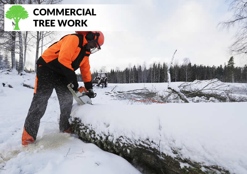 commercial tree work in blackburn