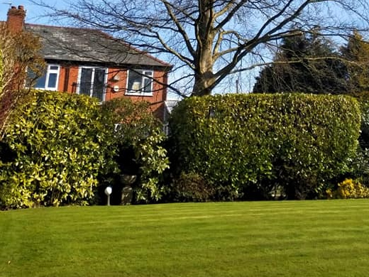 hedge trimming blackburn
