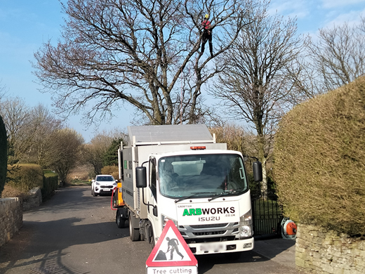 tree cutting in blackburn