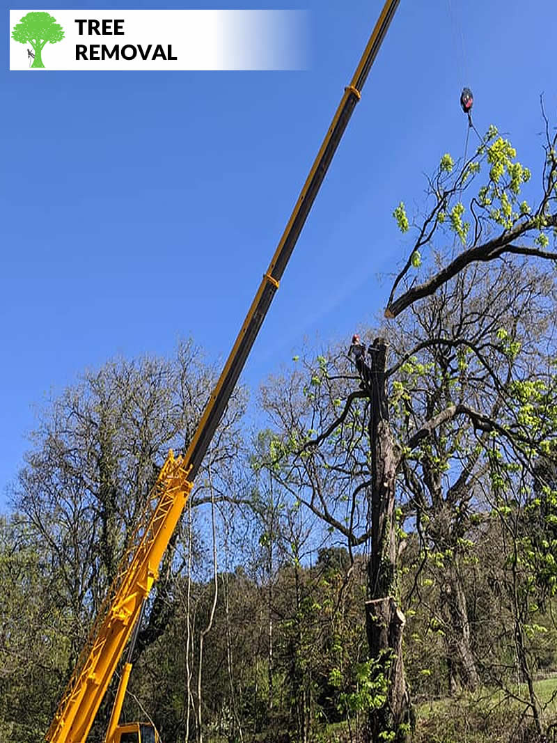 tree removal in blackburn