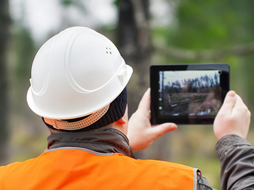 tree reports and surveys in blackburn
